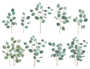 Wall Mural - Hand painted silver dollar eucalyptus elements, branches and bouquets, isolated on white background. Vector set