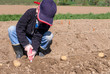 Junge beim Kartoffeln pflanzen