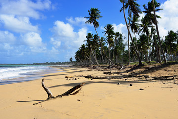 Wall Mural - Playa LImon beach on Dominican Republic