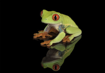 red eyed tree frog isolated