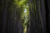 Fototapeta Dziecięca - Japanischer Wald mit hohem Bambus