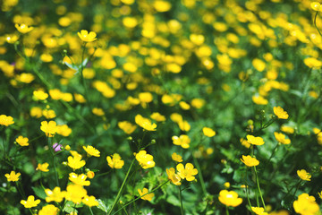  expanse of buttercup