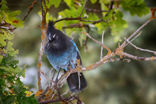 An Angry Blue Bird In An Oak Tree Looks For Food
