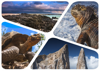 Wall Mural - The Galapagos Islands. Journey through the Galapagos Islands. Ecuador. Collage of different kinds of animals. Animals of North America. Travel around Ecuador.