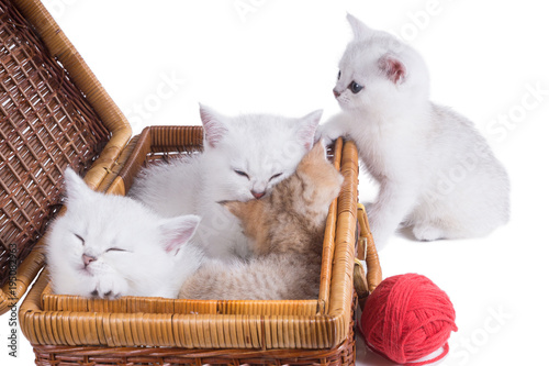 Kittens Of British Shorthair Breed Sleep In A Suitcase And The