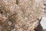 Fototapeta Kwiaty - Close up of plant in Death Valley National Park, California, United States. Death Valley is desert valley located in Eastern California. One of the hottest places in the world