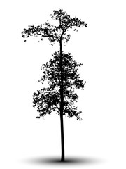 Wall Mural - tree silhouette isolated on white background.