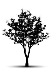 Wall Mural - tree silhouette isolated on white background.