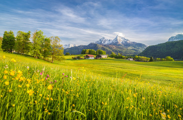 Wall Mural - idyllic landscape in the alps with blooming meadows in springtime
