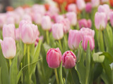 Fototapeta  - Selective focus of bold pink color petals tulips with light pink petals color tulips background in a garden or a filed in Spring season