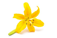 Yellow Lily Flower With Buds Isolated On A White Background. Flowers Resembles A Starfish. Easter. Flat Lay, Top View