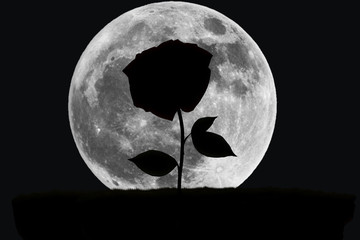 Wall Mural - The black moon night. with silhouette rose.
