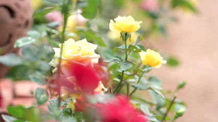 Wall Mural - Pulling focus of yellow rose blossom to red rose in roses flower field. nature backgrounds.