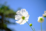 Fototapeta Kosmos - White Cosmos Taken from the corners of the back of the petals. The beetles are hanging with. There is a bright blue sky.