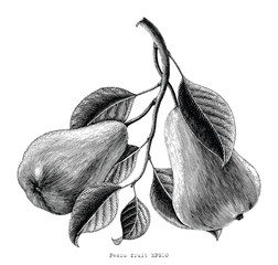Pears fruit hand drawing vintage engraving illustration on white background