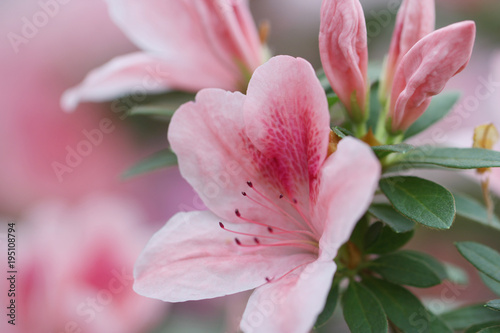 blur floral background lush fresh azalea flowers