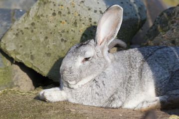 Wall Mural - Purebred rabbit Belgian Giant resting outside in the sun