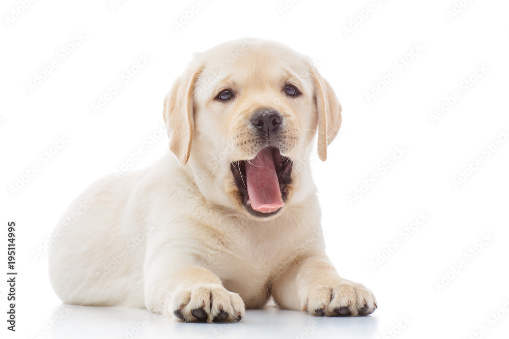 Labrador puppy isolated on white - obrazy, fototapety, plakaty 