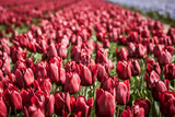 Fototapeta Tulipany - Red tulips field in the Netherlands
