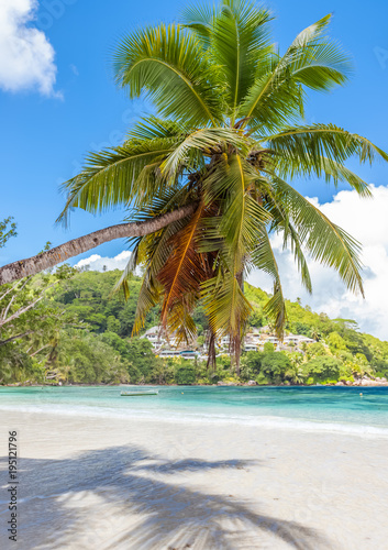 Cocotier Penché Sur Plage Des îles Seychelles Buy This