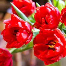 Fully Bloomed Red Tulips, Petals Of A Close Up Tulips. Selective Focus. Square.