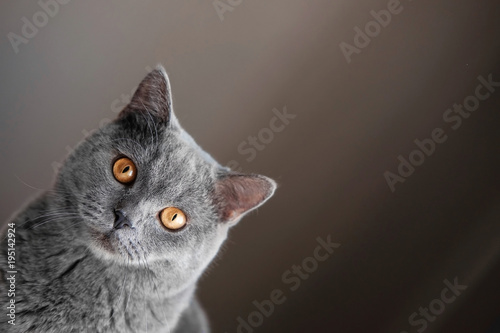 Cat Peeks Around The Corner Beautiful Gray British Cat With