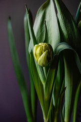 Sticker - Bud of yellow Tulip and green leaves on grey background