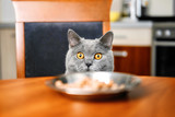 Fototapeta Koty - cat is looking at food, cat watches over the food, sly beautiful British gray  cat, close-up, cat looks out from under the table