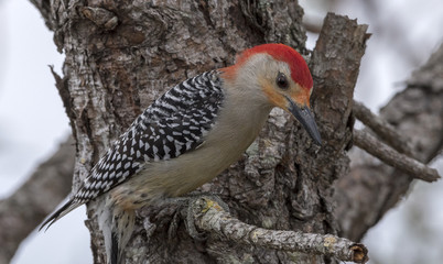 red - bellied woodpecker