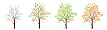 Four Seasons Of Tree Vector