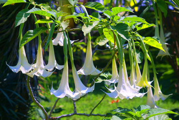 white flowersin garden