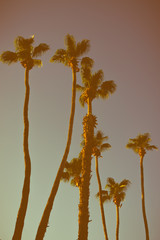 Wall Mural - Tall Palm Trees in the Desert at Sunset