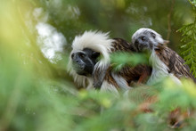 Tamarin Family With Small Baby