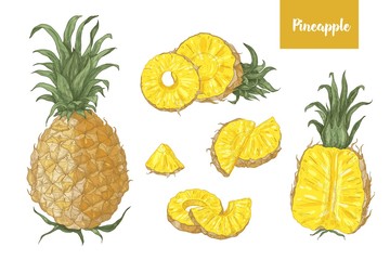 Poster - Collection of detailed botanical drawings of whole and cut pineapples and slices isolated on white background. Set of fresh exotic tropical juicy fruit. Realistic vector illustration in vintage style.