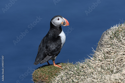 Fotografie, Tablou Puffin enjoys a beautiful day on the Langanes Peninsula bird cliffs in north Ice