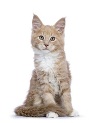 Creme Maine Coon cat / kitten sitting facing the camera looking curious isolated on white background.