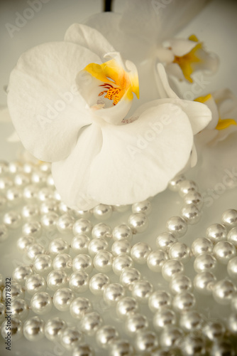 Plakaty Storczyki  perlowa-i-biala-orchidea-na-bialym-szkle