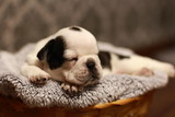Fototapeta Koty - bulldog, French bulldog, puppy, black, white, beauty, dog, animal