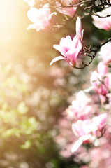  Blooming magnolia tree in the spring sun rays. Selective focus. Copy space. Easter, blossom spring, sunny woman day concept. Pink purple magnolia flowers.