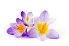 Crocus - One Of The First Spring Flowers
