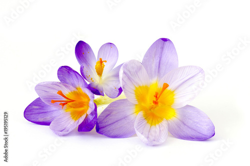Fototapeta krokusy  krokus-jeden-z-pierwszych-wiosennych-kwiatow