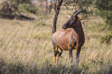 Topi central Serengeti Park 1257