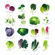 Clip art cabbage collection with broccoli, bok choy, cauliflower, savoy, kohlrabi, Brussel sprouts, Romain lettuce, endive, Chinese napa cabbage and curly kale