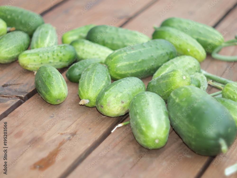 Green cucumbers arranged in the sun on the wooden terrace next to the garden. theT͟Hē,T͟Hə the – definicje przedimek denoting one or more people or things already mentioned or assumed to be common kno - obrazy, fototapety, plakaty 