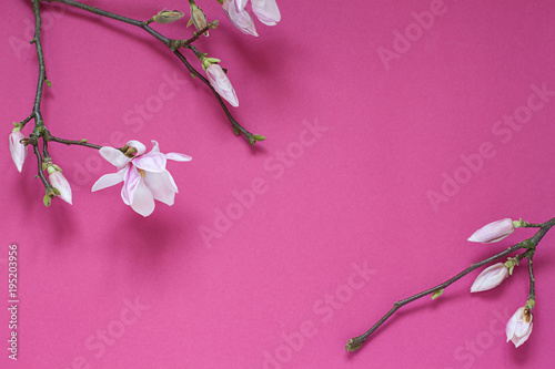 Plakat Magnoliowa kwiat gałąź na purpurowym tle. Skopiuj miejsce