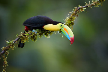 keel-billed toucan, ramphastos sulfuratus,famous tropical bird with huge beak. colourful toucan sitt