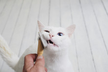 Brush-grooming A Whit Domestic Cat