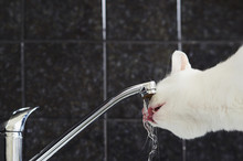 White Cat Drinking Water From Faucet