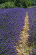 wunderschöne gleichmäßige, leuchtende und duftende Lavendel Felder in der Provence