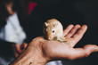 a gerbil eating quietly on the hand